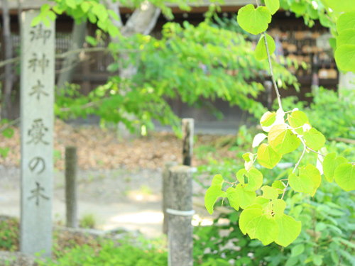 梨木神社